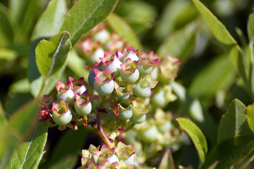 Green lueberries