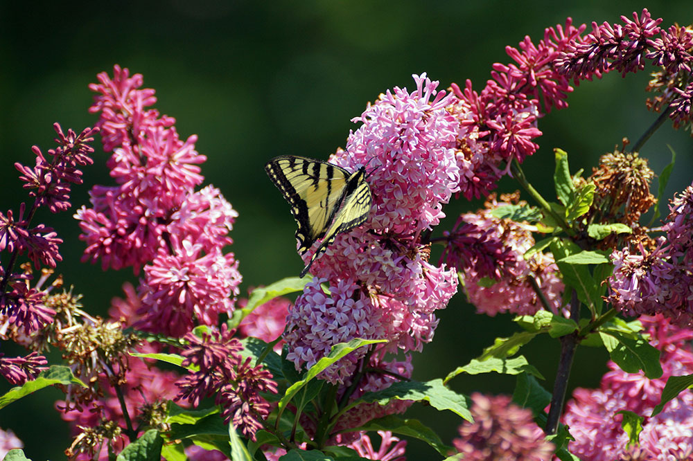 Butterfly on Flower