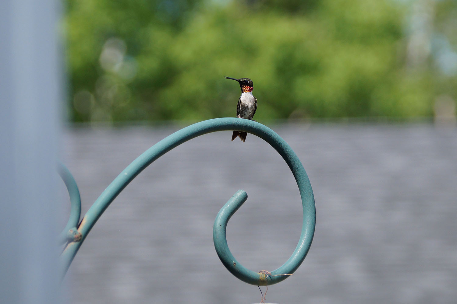 Hummingbird