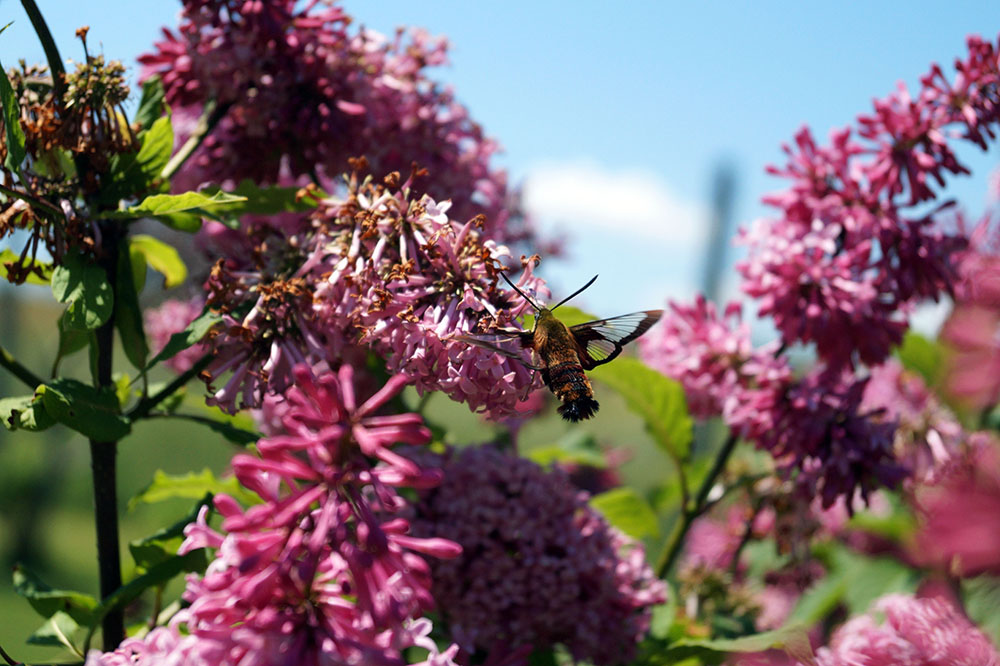 Moth on Flower