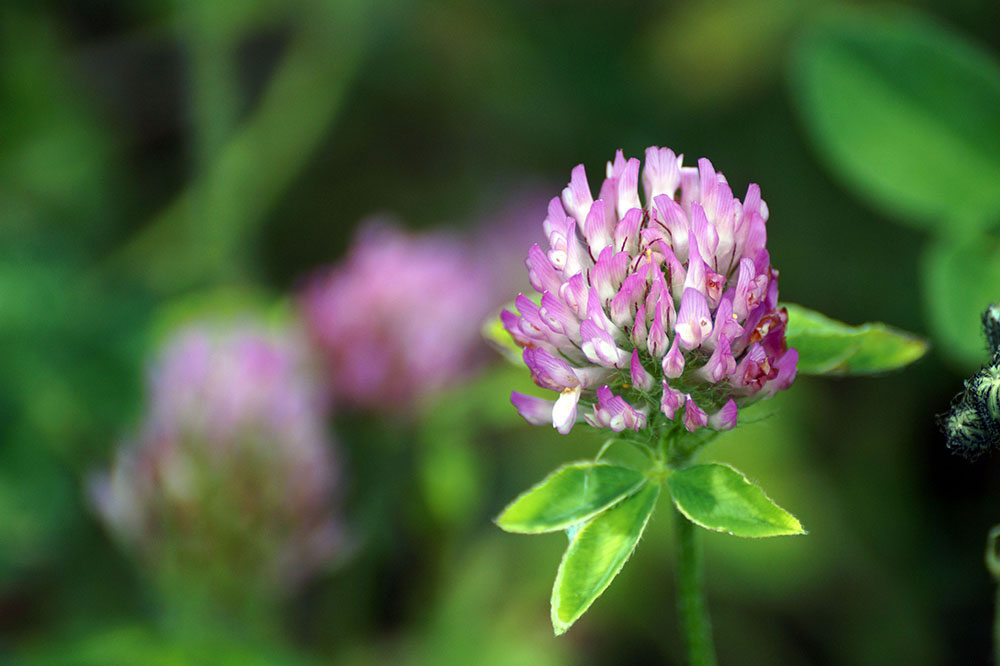 Pink Flower