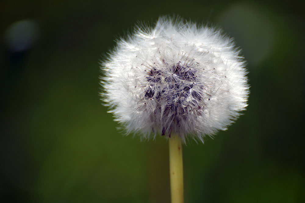 White Dandelion