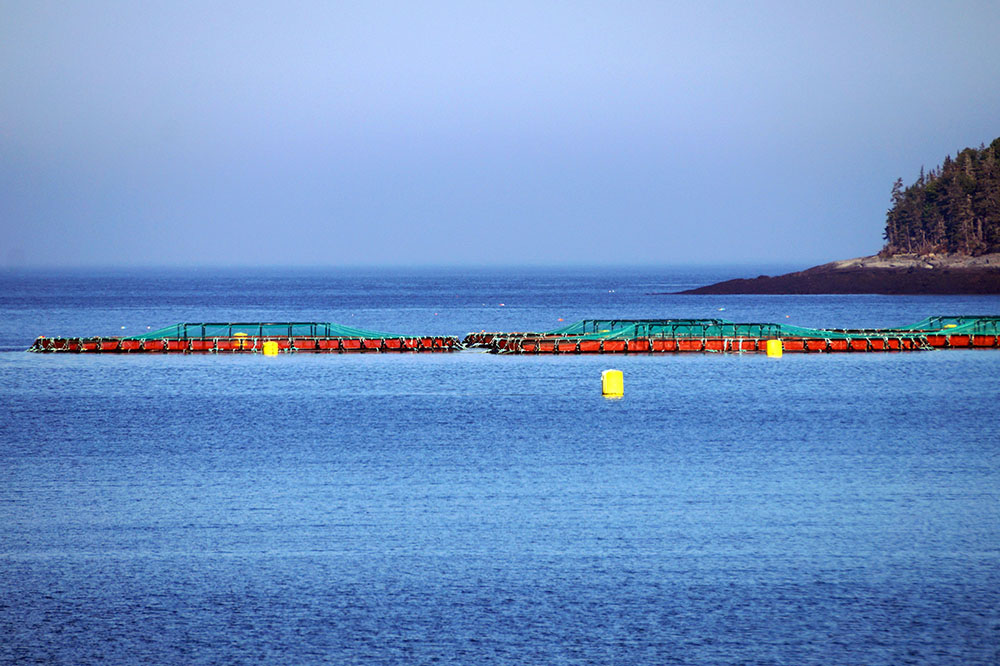 Salmon Pens