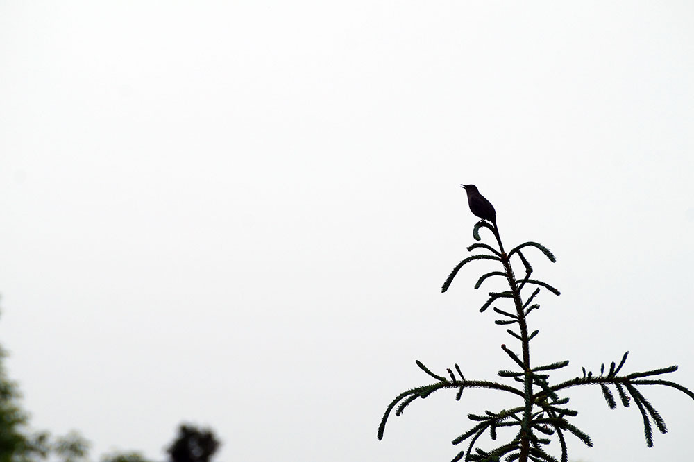 Bird on Tree