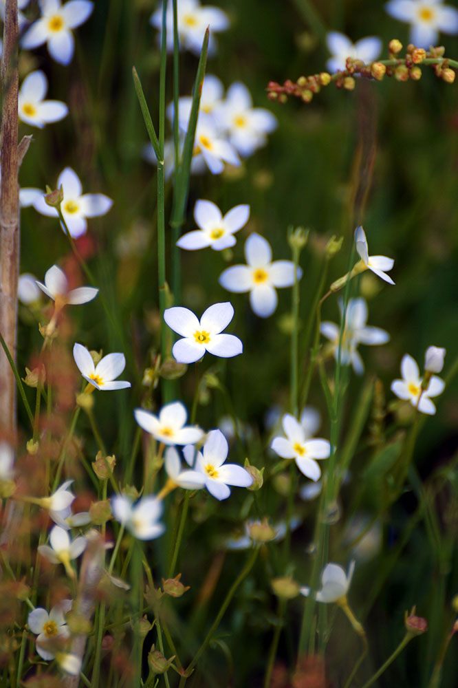 White Flowers