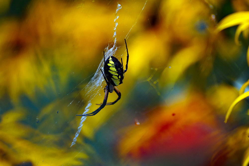 Black and Yellow Spider